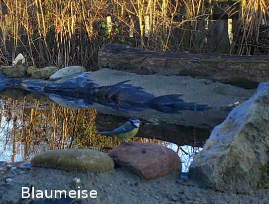 Blaumeise