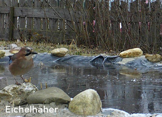 Eichelhäher