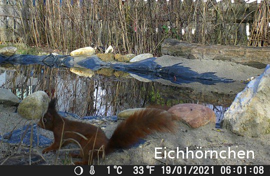 Eichhörnchen