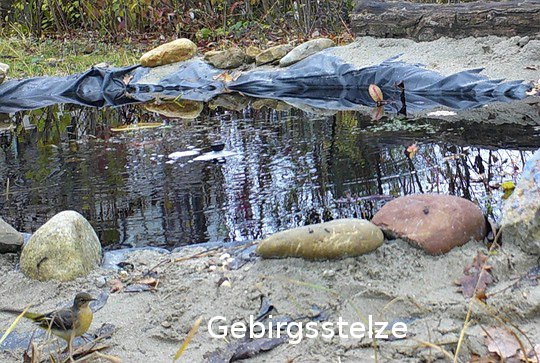 Gebirgsstelze
