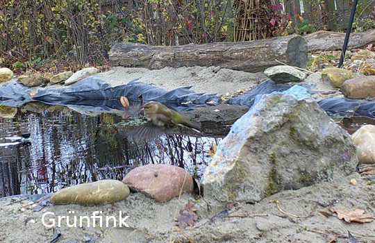 Grünfink