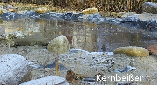 Kernbeißer