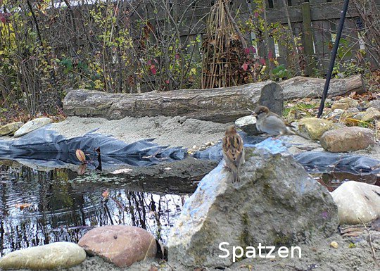 Spatzen