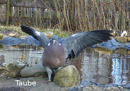 Taube