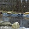 Eichelhäher