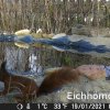 Eichhörnchen