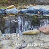 Gebirgsstelze