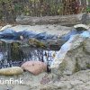 Grünfink