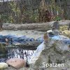 Spatzen