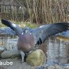 Taube